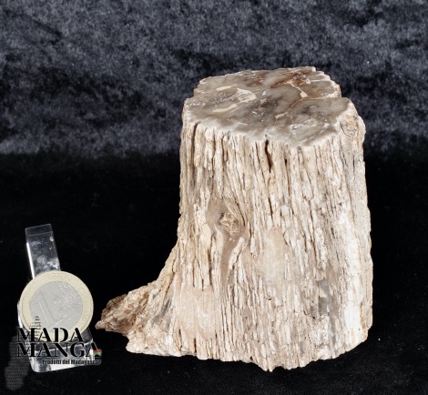 Tronchetto in legno fossile cm.7,5H