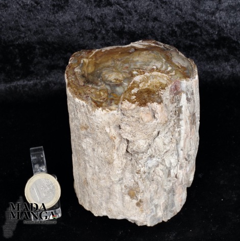 Tronchetto in legno fossile cm.9,6H