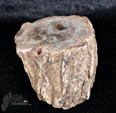 Tronchetto in legno fossile cm.5,2H