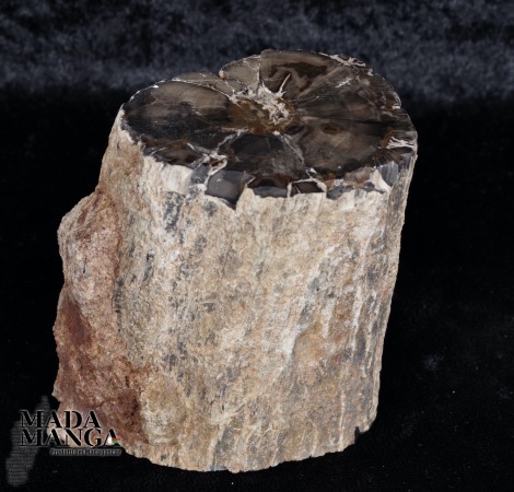 Tronchetto in legno fossile cm.6,6H