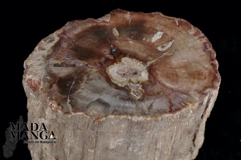 Tronchetto in legno fossile cm.5,5H