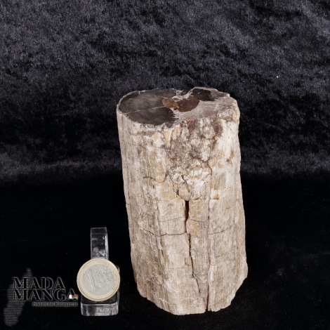 Tronchetto in legno fossile cm.10,8H