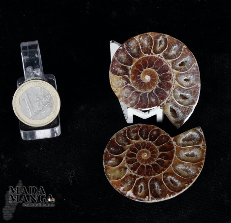 Ammonite tagliata cm.4,9