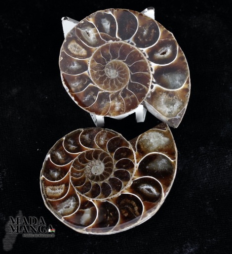 Ammonite tagliata cm.5