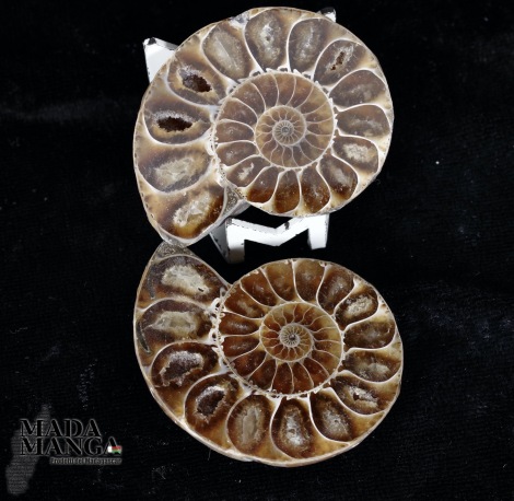 Ammonite tagliata cm.4,7
