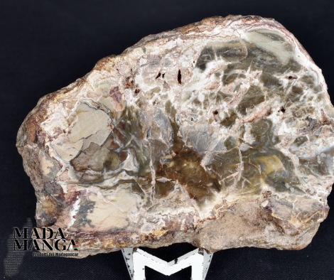 Fetta Legno Fossile cm.7,5x5,2