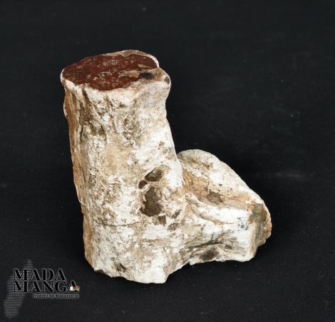 Tronchetto in legno fossile cm.7,3H