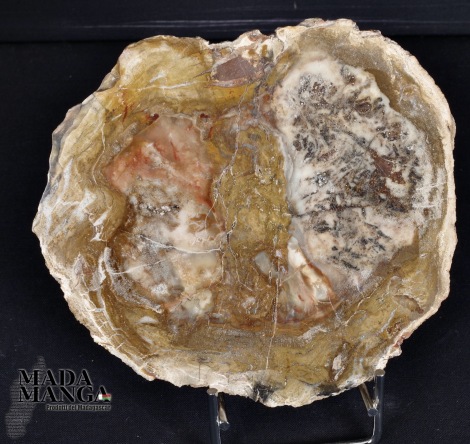 Fetta Legno Fossile cm.11,5x10,5