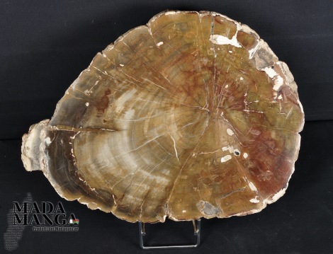 Fetta Legno Fossile cm.22x16,5