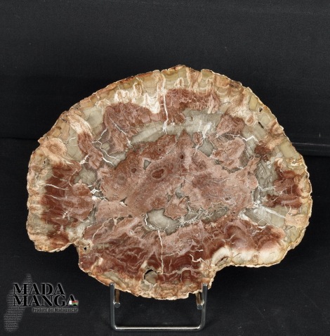 Fetta Legno Fossile cm.14,2x11,5