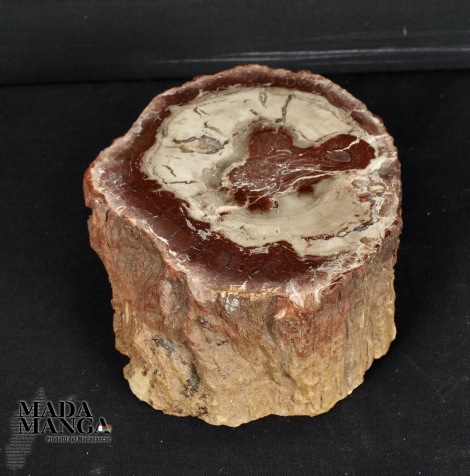Tronchetto in legno fossile cm.4,5H