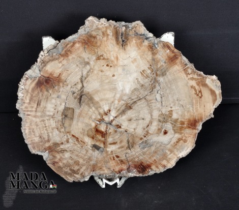 Fetta Legno Fossile cm.20,5x16,3