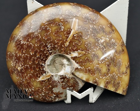 Ammonite intera lucidata cm.8,4