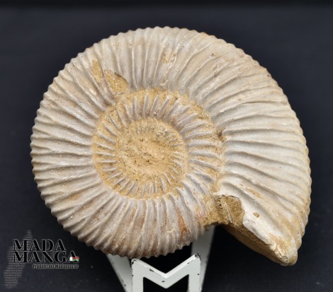 Ammonite Perisphinctes cm.7,3