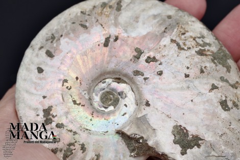 Ammonite intera cm.8,8
