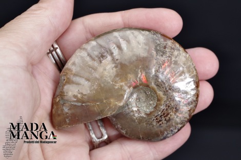 Ammonite intera lucidata cm.6