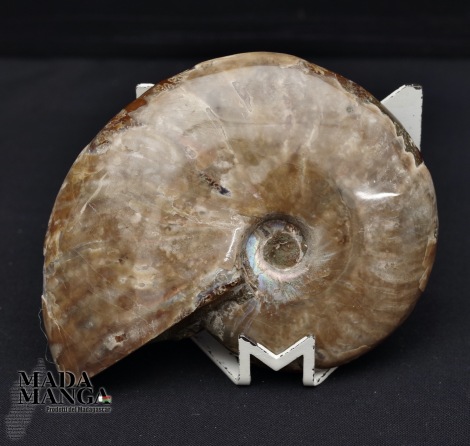 Ammonite intera lucidata cm.10