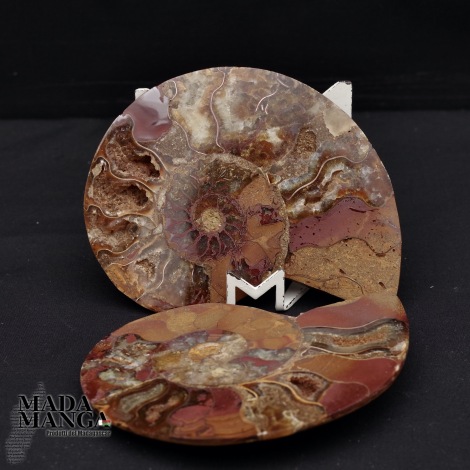 Ammonite tagliata cm.9,6