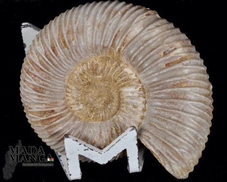 Ammonite Perisphinctes cm.5