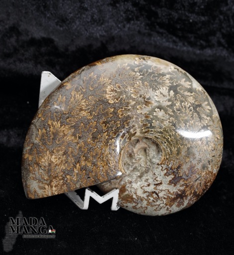 Ammonite intera lucidata cm.10,5