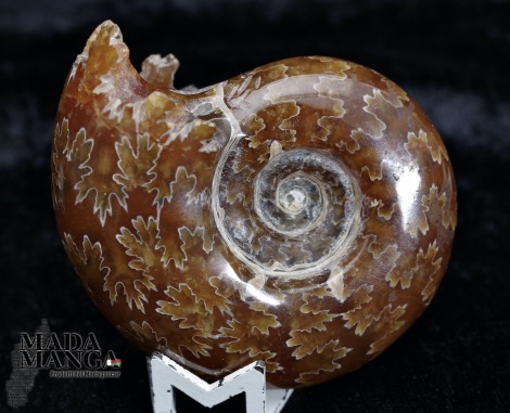 Ammonite intera lucidata integra cm.6,5
