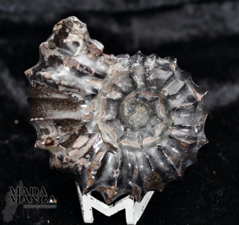 Ammonite Douvilleiceras lucidata cm.6,3