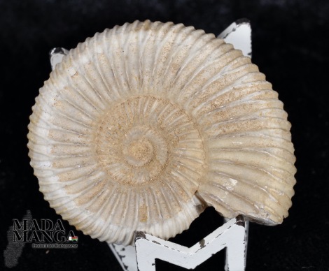 Ammonite Perisphinctes cm.4,2