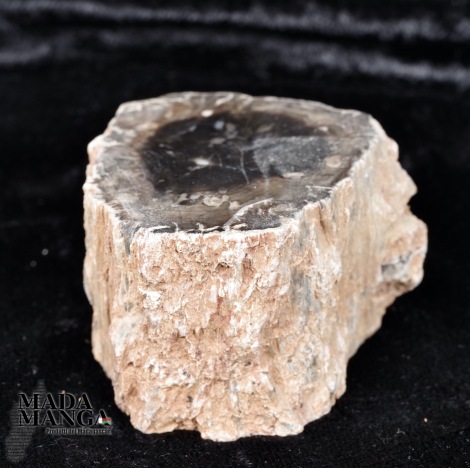 Tronchetto in legno fossile cm.6,3x3,5H