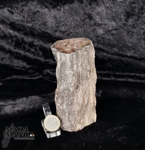 Tronchetto in legno fossile cm.5,3x12,5H