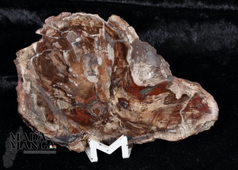 Fetta Legno Fossile cm.9,5x6,2
