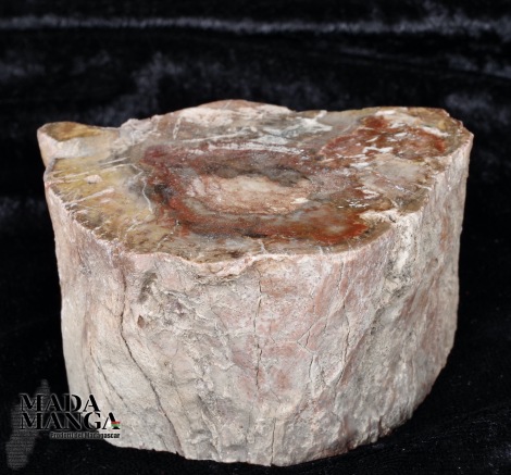 Tronchetto in legno fossile cm.7,5x4,2H