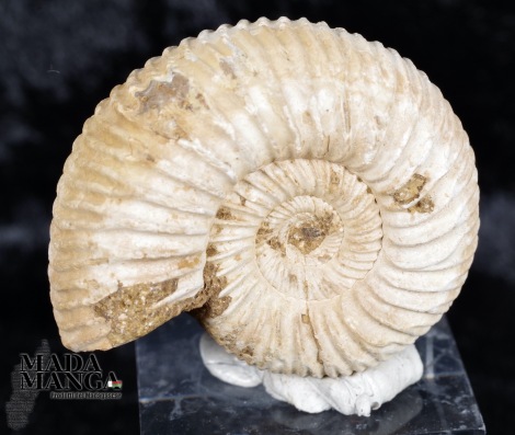 Ammonite Perisphinctes cm.3,7