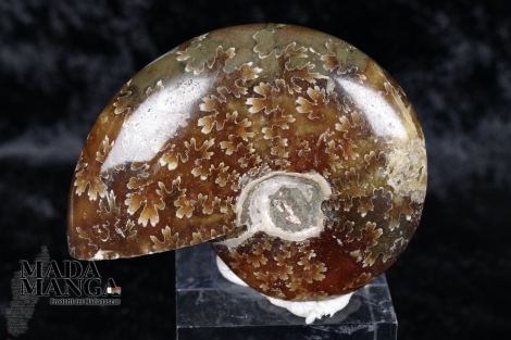 Ammonite intera lucidata cm.4,7