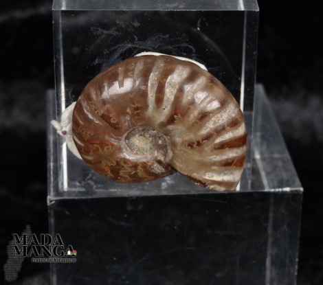 Ammonite intera lucidata cm.3,8