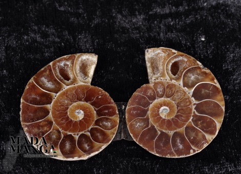 Ammonite tagliata cm.3,4