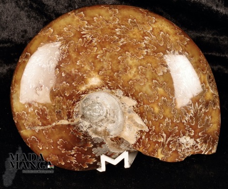 Ammonite intera cm.13