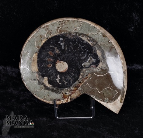 Ammonite lavorata a ciotola cm.13,8