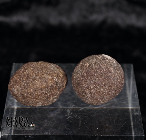 Moqui coppia maschio/femmina