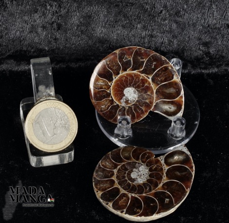 Ammonite tagliata cm.4,6