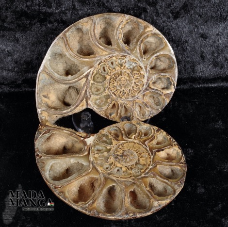 Ammonite tagliata cm.9