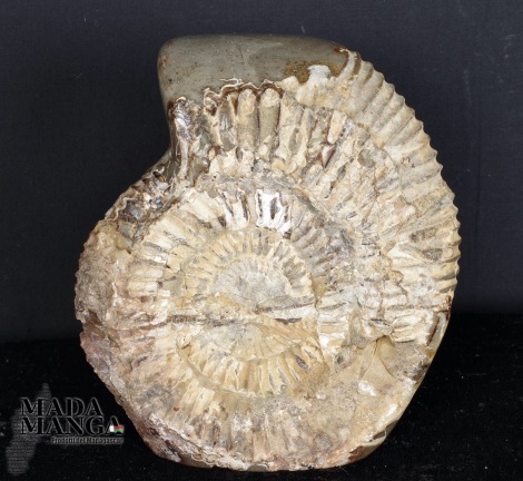 Ammonite con septaria cm.13
