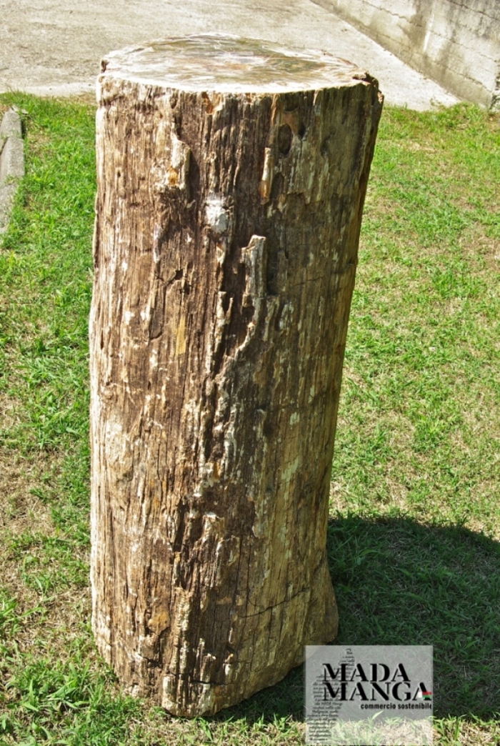 Grande tronco di legno fossile