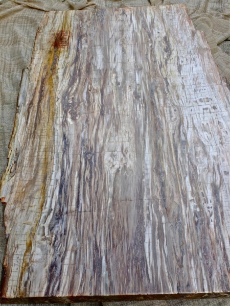 fossil wood